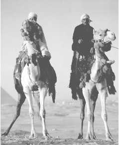 Верблюды – корабли пустыни