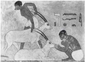 Кормление антилопы. Роспись гробницы Хнумхотепа II