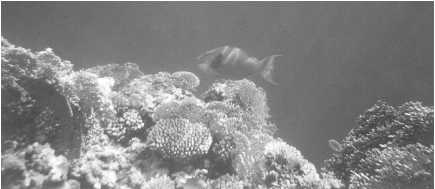 Коралловые рифы Красного моря